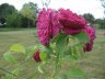 IMG_2166.JPG - 